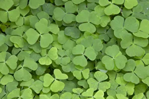 Patterns Prints: Wood sorrel leaves (Oxalis acetosella), Scotland, UK