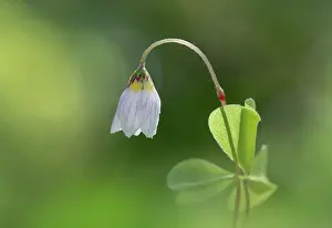 Wood sorrel (Oxalis acetosella) in flower, Clare Glen, Tandragee, County Armagh, Northern Ireland, UK. March