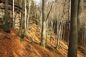 Images Dated 10th November 2008: Wood on Stribrne Steny (459m) with fallen leaves on ground, Hrensko, Ceske Svycarsko