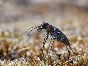 Apis Mellifica Prints: Wood tiger beetle (Cicindela sylvatica) hunting on heathland, Dorset, England, UK. June