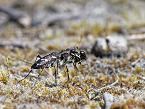 Apis Mellifica Prints: Wood tiger beetle (Cicindela sylvatica) with Wood ant (Formica rufa) prey