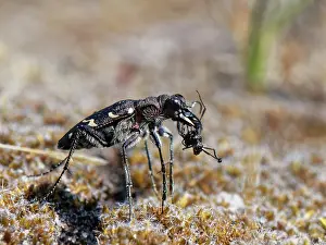 Apis Mellifica Prints: Wood tiger beetle (Cicindela sylvatica) with Wood ant (Formica rufa) prey