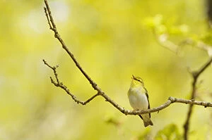 Yellow Collection: Wood Warbler (Phylloscopus sibilatrix) singing from an oak tree, Atlantic Oakwoods of Sunart