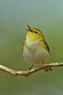 Images Dated 28th April 2011: Wood Warbler (Phylloscopus sibilatrix) singing from perch. Wales, April. Crop