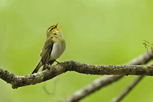 Images Dated 11th May 2011: Wood Warbler (Phylloscopus sibilatrix) singing from perch. Wales, May