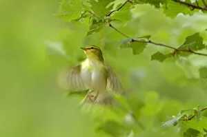 Images Dated 11th May 2011: Wood warbler (Phylloscopus sibilatrix) in flight in sesile oak forest, Wales, UK, May