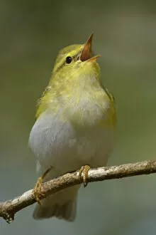Images Dated 28th April 2011: Wood Warbler (Phylloscopus sibilatrix) singing from perch. Wales. April