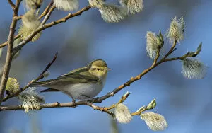 Aboland And Turunmaa Gallery: Wood warbler (Phylloscopus sibilatrix) amongst willow catkins, Finland, May