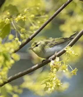 2020 November Highlights Collection: Wood warbler (Phylloscopus sibilatrix) perched on branch amongst blossom
