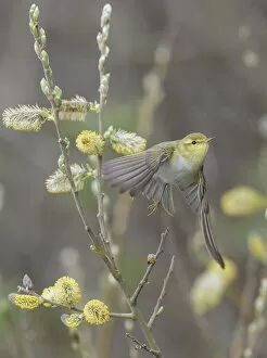 Images Dated 28th February 2022: Wood warbler (Phylloscopus sibilatrix) taking off flowering willow, Finland. May