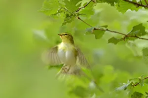Wood warbler (Phylloscopus sibilatrix) in flight in sesile oak forest, Wales, UK, May