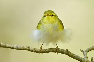 Wood Warbler (Phylloscopus sibilatrix) juvenile perched