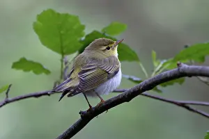 Warbler Prints: Wood warbler (Phylloscopus sibilatrix) male