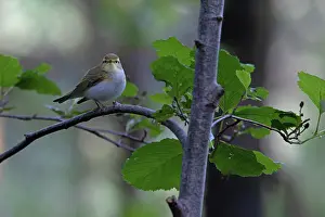 Warbler Prints: Wood warbler (Phylloscopus sibilatrix) male