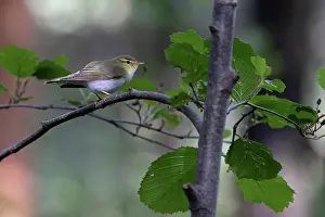 Warbler Prints: Wood warbler (Phylloscopus sibilatrix) male