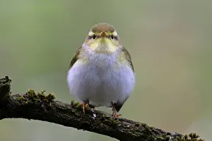 Warbler Prints: Wood warbler (Phylloscopus sibilatrix) male