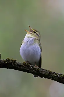 Vocalisation Prints: Wood warbler (Phylloscopus sibilatrix) male