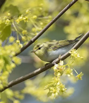 Southwest Finland Prints: Wood warbler (Phylloscopus sibilatrix) perched on branch amongst blossom