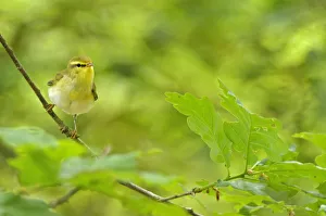 Colour Prints: Wood Warbler (Phylloscopus sibilatrix) perched among sessile oak leaves. Wales, May
