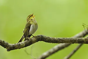Wood Warbler (Phylloscopus sibilatrix) singing from perch. Wales, May