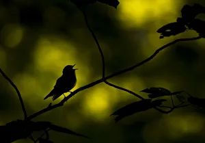Sheffield Prints: Wood warbler (Phylloscopus sibilatrix) singing whilst perched on branch
