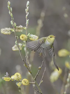 Branch Prints: Wood warbler (Phylloscopus sibilatrix) taking off flowering willow, Finland. May