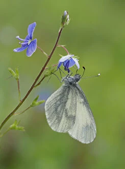 Wood White butterfly (Leptidea sinapis) on Germander Speedwell (Veronica chamaedrys)