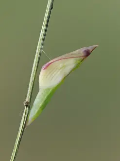 Pieridae Prints: Wood white butterfly (Leptidea sinapis) chrysalis about to emerge