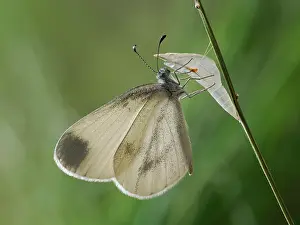 Wood white butterfly (Leptidea sinapis) newly emerged male resting on plant stem, Surrey, England, UK. July. Focus stacked