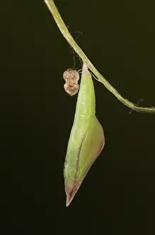 Pieridae Prints: Wood white butterfly (Leptidea sinapis) pupa, portrait. Captive bred