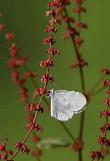 Pieridae Prints: Wood white butterfly (Leptidea sinapis) resting on plant stem