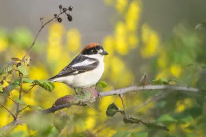 Woodchat shrike (Lanius senator) perched on bramble bush. Donana National Park, Spain Woodchat shrike (Lanius senator) perched on bramble bush. Donana National Park, Spain