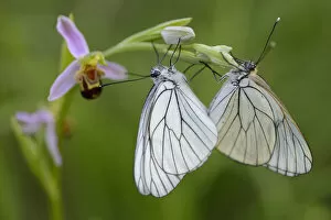 Woodcock orchid (Ophrys cornuta/scolopax) with mating Black veined white butterflies