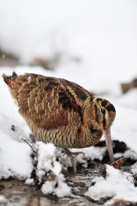 Scottish Borders Prints: Woodcock (Scolopax rusticola) probing for invertebrate prey in marsh in wintry conditions