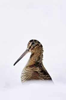 August 2022 Highlights Gallery: Woodcock (Scolopax rusticola) in snow, portrait, Berwickshire, Scotland, UK. January