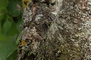 Fourfooted Butterfly Prints: Woodland grayling butterfly (Hipparchia fagi) resting on tree trunk