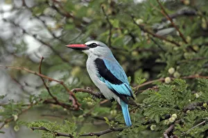 Images Dated 27th March 2014: Woodland Kingfisher (Halcyon senegalensis) perched in tree, Serengeti, Tanzania