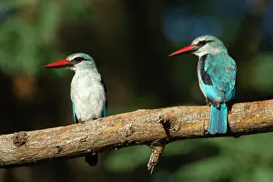 Private Reserve Prints: Two Woodland kingfishers (Halcyon senegalensis) perched on branch