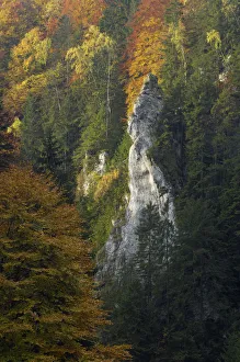 Images Dated 19th June 2009: Woodland landscape in the Dambovita Valley, Piatra Craiului, Transylvania, Southern