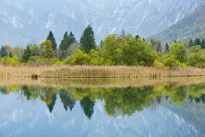 Tranquility Collection: Woodland and reedbed reflected in Lake Bohinj, Triglav National Park, Julian Alps