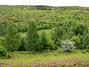 Nature Reclamation Prints: Woodland regeneration, Geltsdale Nature Reserve