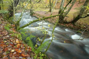 Images Dated 4th July 2011: Woodland stream flowing through Wilmersham Wood, Exmoor National Park, Somerset, UK