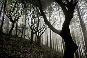 Woodland with sun shining through mist, Montado do Barreiro Natural Park, Madeira