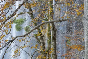 Images Dated 15th March 2016: Woodland surrounding Veliki Prstavci waterfalls, with Mistletoe (Viscum album) on European beech