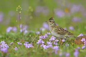 Alaudidae Gallery: Woodlark (Lullula arborea) in flowers, Sierra de Grazalema Natural Park, southern Spain, April