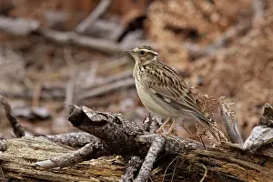 Alaudidae Prints: Woodlark (Lullula arborea) portrait, Suffolk, England, UK. March