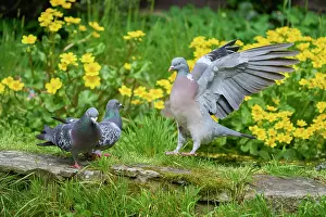 Pigeon Prints: Woodpigeon (Columba palumbus) flapping wings