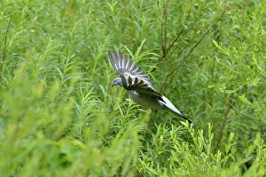 Scottish Borders Prints: Woodpigeon (Columba palumbus) flying to nest in willow thicket whilst carrying twig for nesting material