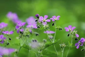 Images Dated 31st May 2009: Woody cranesbill (Geranium sylvaticum) in flower, Oesling, Ardennes, Luxembourg, May 2009