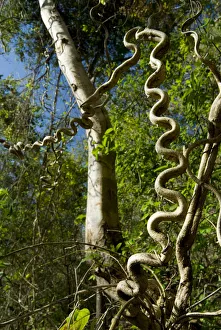 2010 Highlights Collection: Woody / Monkey ladder vine (Bauhinia glabra) Palo Verde National Park, Costa Rica